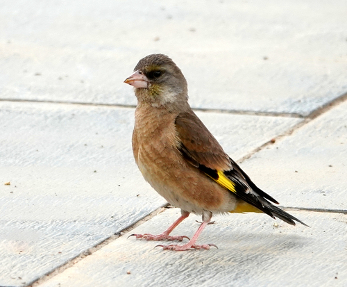 Oriental Greenfinch