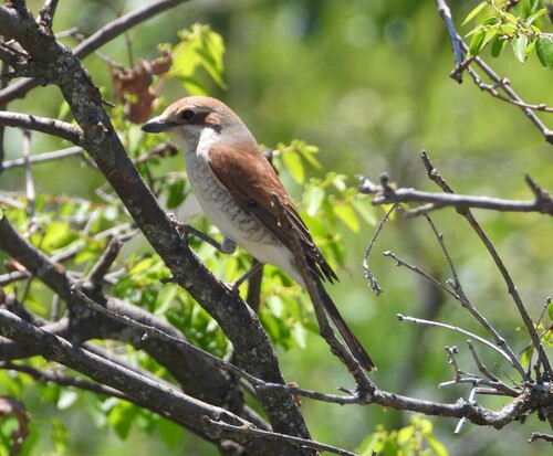 Red-backed Shrike