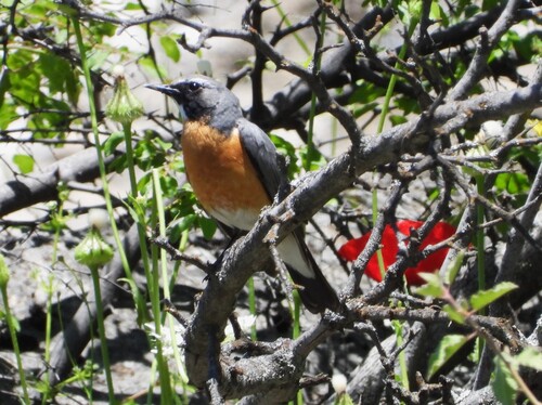 White-throated Robin
