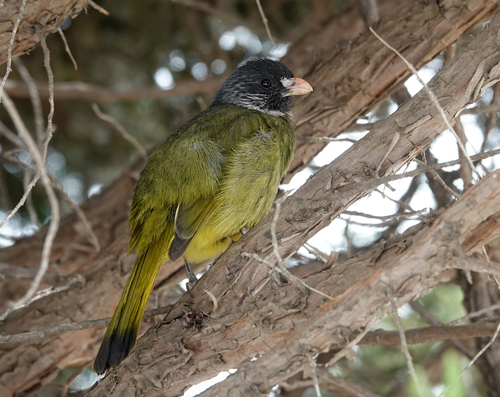 Collared Finchbill