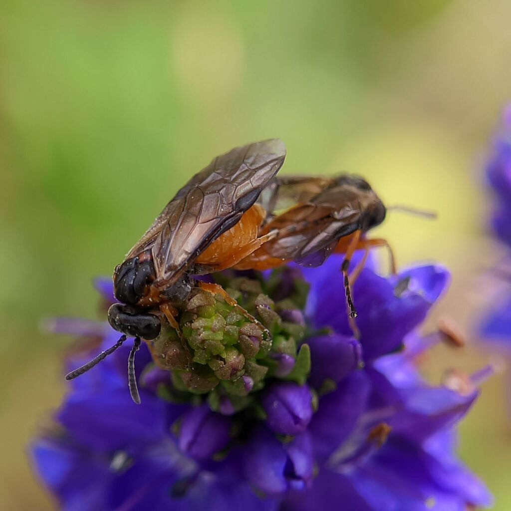 Athalia rufoscutellata