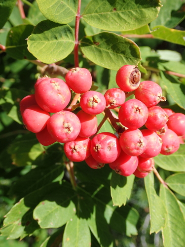 Sorbus occidentalis, photograph 6
