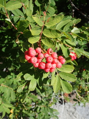 Sorbus sitchensis grayi