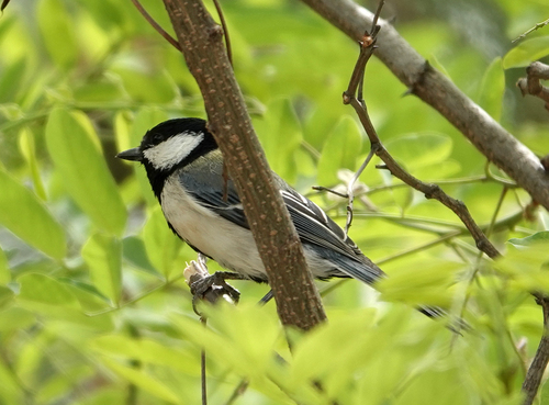 Asian Tit