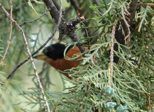 Brambling