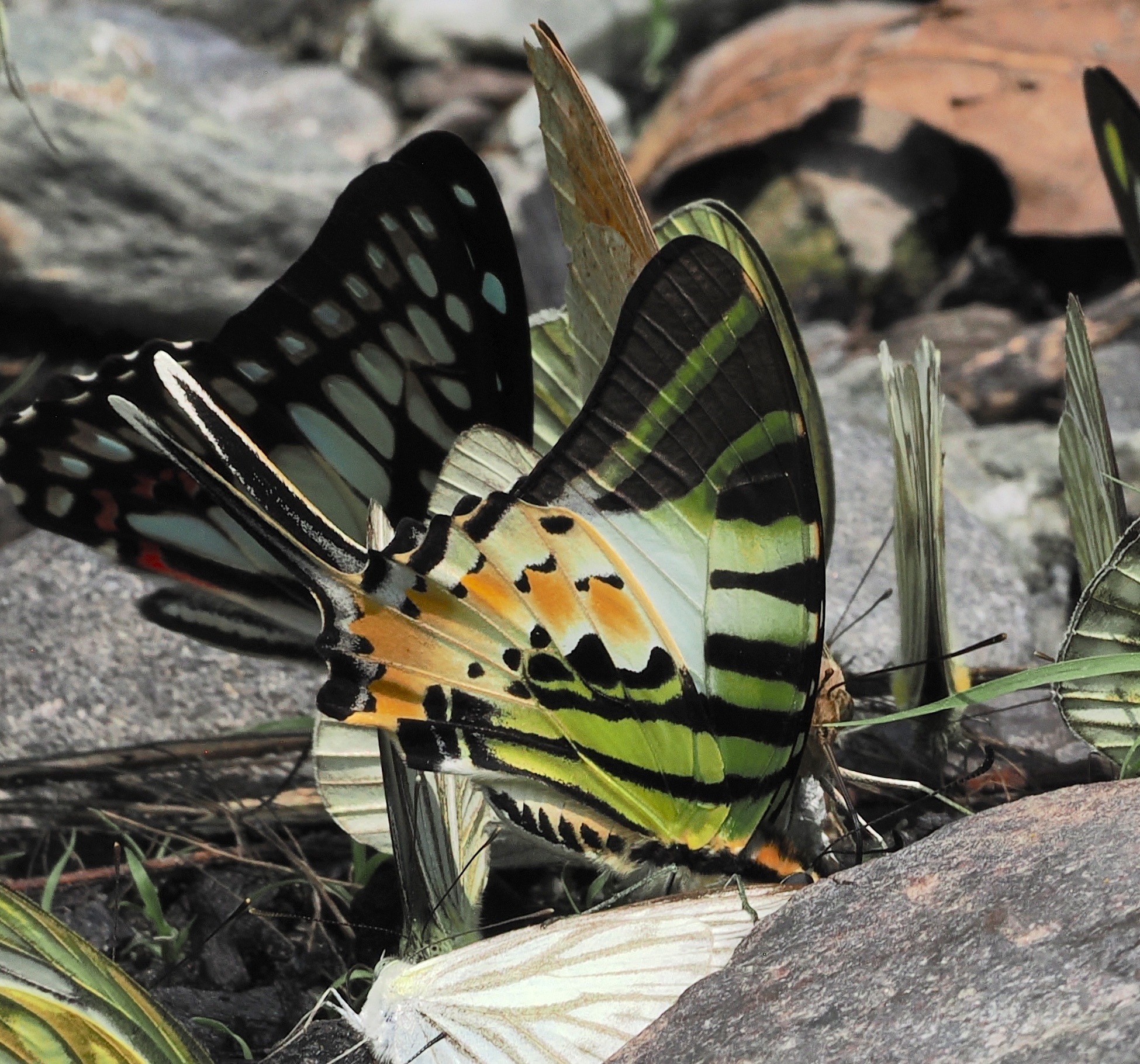 Five-Bar Swordtail