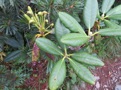 Rhododendron brachycarpum