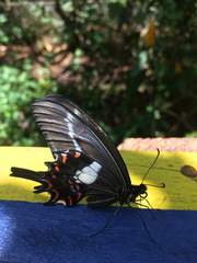 Heraclides hectorides