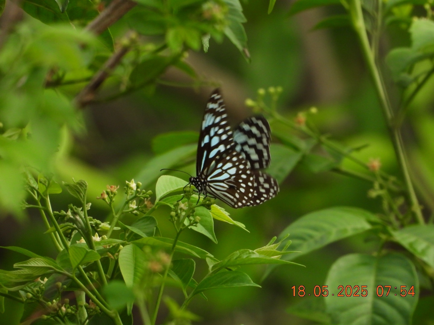 Dark Blue Tiger