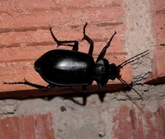 Calosoma peregrinator