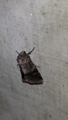 Oligia minuscula