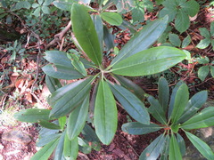 Rhododendron brachycarpum