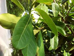 Ficus obtusifolia