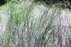 Chloracantha spinosa spinosa