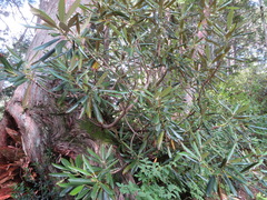 Rhododendron brachycarpum
