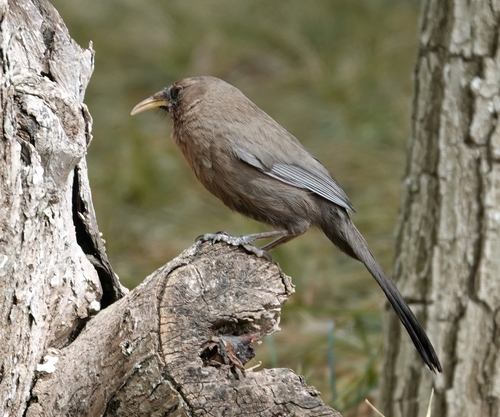 Pere David's Laughingthrush