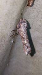 Lithomoia germana