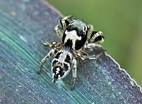 Habronattus coecatus