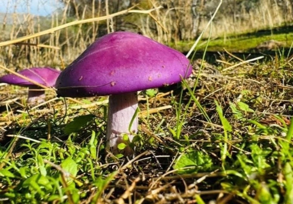 Collybia nuda · June 2024 · photo: © nutri_gabi_barrera (iNaturalist, cc0)