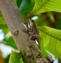 Anolis allogus