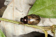 Anomala robiginosa
