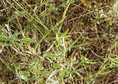 Schistocerca alutacea