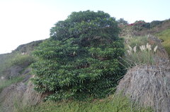Rauvolfia sumatrana