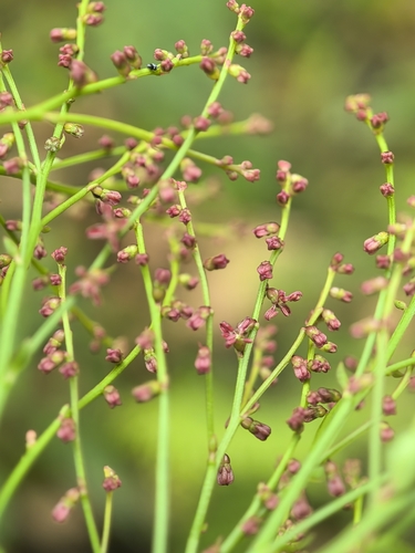 creeping raspwort