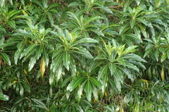 Rauvolfia sumatrana