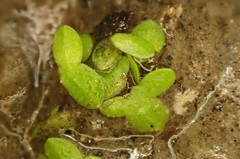 Lemna minuta