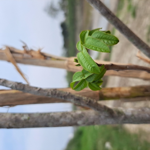 Caucasian Wingnut
