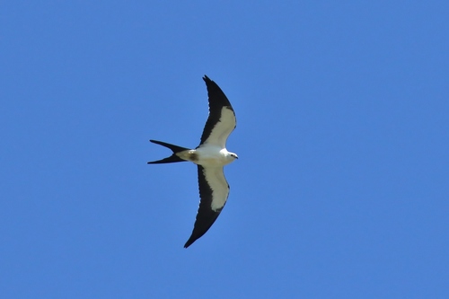 Swallow-tailed Kite photographed in Illinois