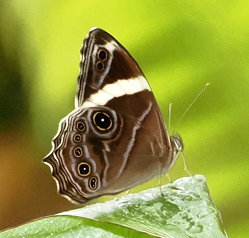 Banded Treebrown