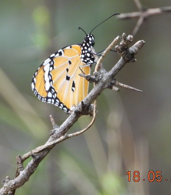 Plain Tiger