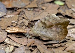 Aterica rabena