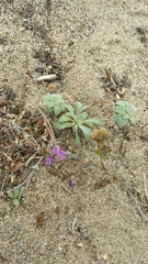 Monardella sinuata nigrescens