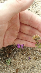 Monardella sinuata nigrescens