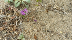 Monardella sinuata nigrescens