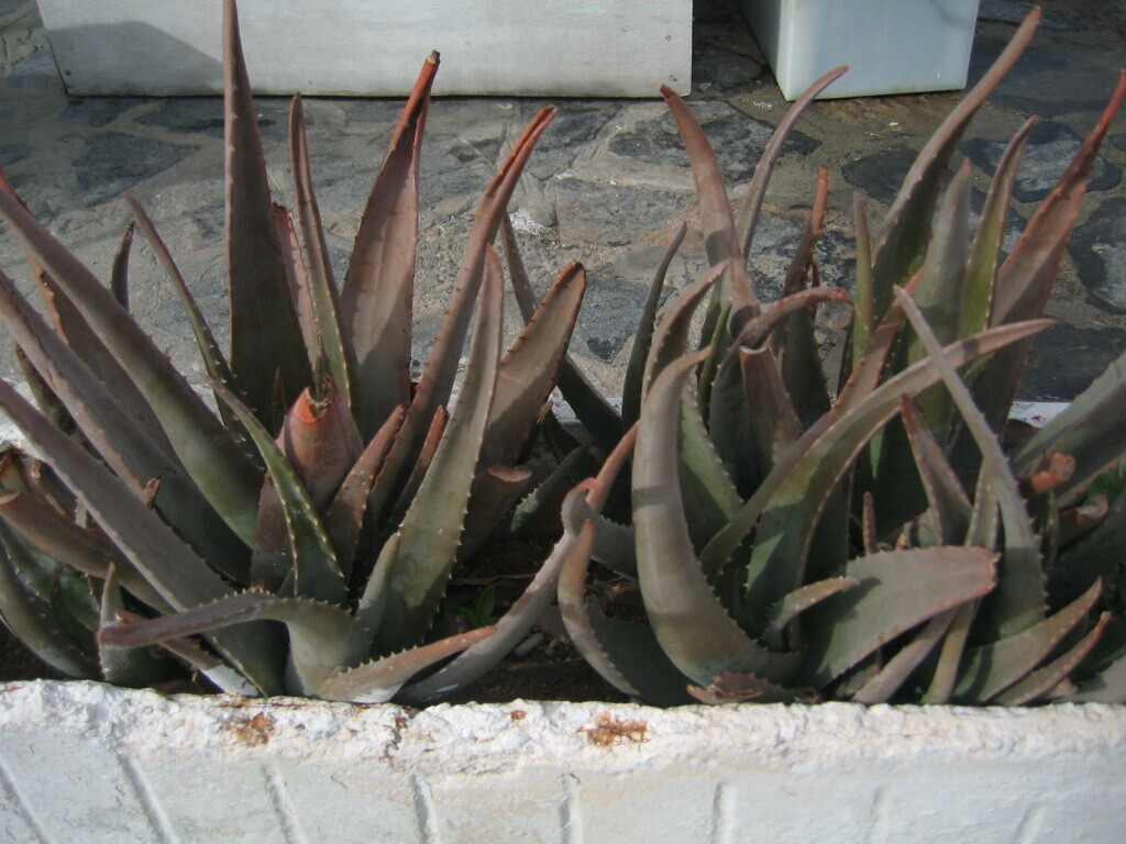 Алое — Aloe vera