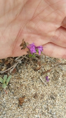 Monardella sinuata nigrescens