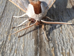 Smerinthus saliceti
