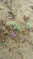 Monardella sinuata nigrescens