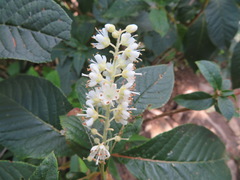 Clethra barbinervis