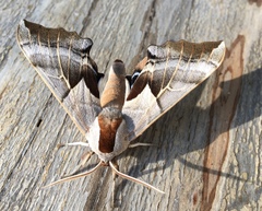 Smerinthus saliceti