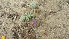 Monardella sinuata nigrescens