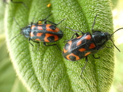 Astylus coeruleotinctus