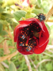 Astylus coeruleotinctus
