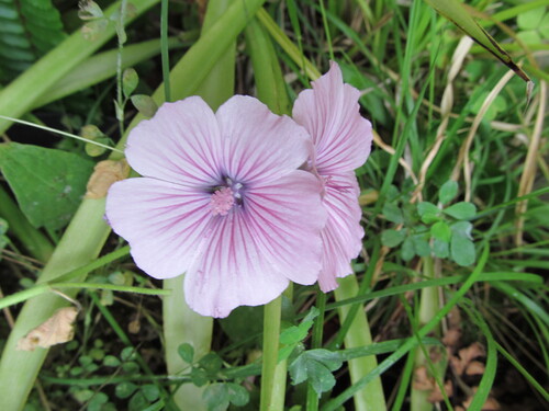 Malva trimestris