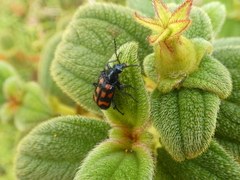 Astylus coeruleotinctus