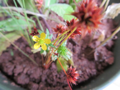 Leafybract dwarf rush (Juncus capitatus)